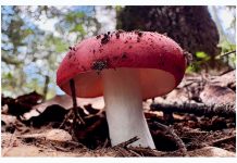 Dos ferias del hongo invitan a descubrir los bosques de Colima durante agosto; El Terrero en Minatitlán y Lagunitas en Comala