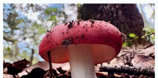 Dos ferias del hongo invitan a descubrir los bosques de Colima durante agosto; El Terrero en Minatitlán y Lagunitas en Comala