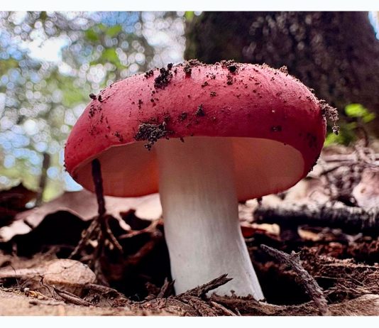 Dos ferias del hongo invitan a descubrir los bosques de Colima durante agosto; El Terrero en Minatitlán y Lagunitas en Comala