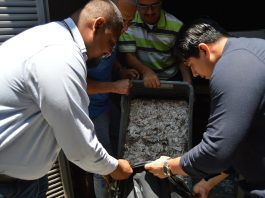 INE Colima destruye 8 mil 700 credenciales para votar devueltas o no recogidas