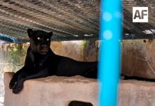 Aseguran pantera, leopardos y caballos durante cateo en Zapopan; también hallan plantas de marihuana