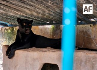 Aseguran pantera, leopardos y caballos durante cateo en Zapopan; también hallan plantas de marihuana