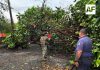 Saldo de tormenta en VdeA es de 10 árboles caídos