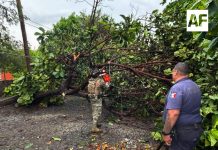 Saldo de tormenta en VdeA es de 10 árboles caídos