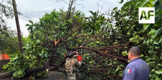 Saldo de tormenta en VdeA es de 10 árboles caídos