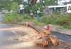 Fuerte lluvia derriba árboles y afecta vialidades en Colima