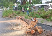 Fuerte lluvia derriba árboles y afecta vialidades en Colima