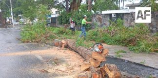 Fuerte lluvia derriba árboles y afecta vialidades en Colima