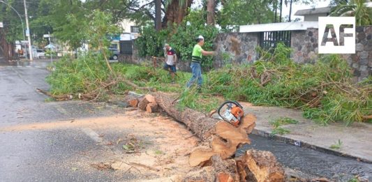 Fuerte lluvia derriba árboles y afecta vialidades en Colima