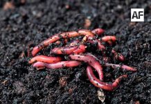 Las lombrices californianas, las heroínas silenciosas que ayudan a recuperar los suelos del campo mexicano