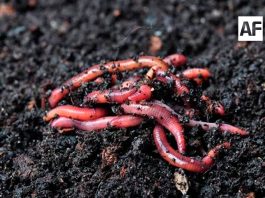 Las lombrices californianas, las heroínas silenciosas que ayudan a recuperar los suelos del campo mexicano
