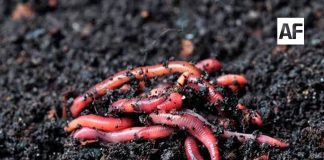 Las lombrices californianas, las heroínas silenciosas que ayudan a recuperar los suelos del campo mexicano