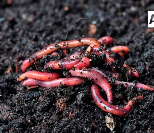 Las lombrices californianas, las heroínas silenciosas que ayudan a recuperar los suelos del campo mexicano