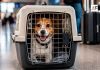 ¿Viajas con tu mascota a México? Esto es lo que debes saber para evitar contratiempos en la frontera