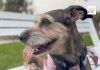 Día Mundial del Perro: en México viven 43.8 millones en los hogares
