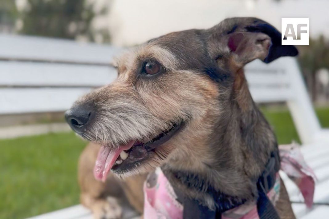 mascota-violeta-perro-01