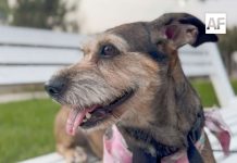 Día Mundial del Perro: en México viven 43.8 millones en los hogares