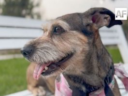 Día Mundial del Perro: en México viven 43.8 millones en los hogares