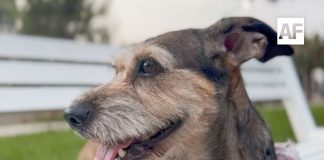 Día Mundial del Perro: en México viven 43.8 millones en los hogares