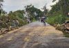 Liberan circulación en la carretera Comala–Nuevo San Antonio tras retiro de árbol caído por las lluvias