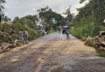 Liberan circulación en la carretera Comala–Nuevo San Antonio tras retiro de árbol caído por las lluvias