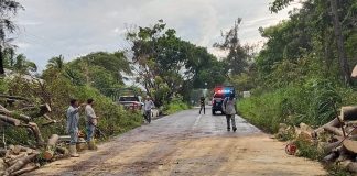 Liberan circulación en la carretera Comala–Nuevo San Antonio tras retiro de árbol caído por las lluvias