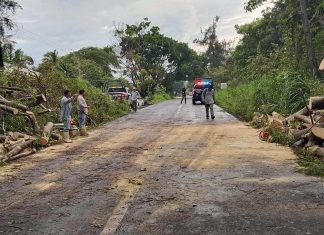 Liberan circulación en la carretera Comala–Nuevo San Antonio tras retiro de árbol caído por las lluvias