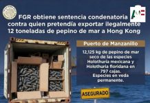 Condenan a hombre por intentar exportar ilegalmente 12 toneladas de pepino de mar desde Manzanillo