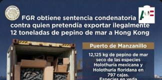 Condenan a hombre por intentar exportar ilegalmente 12 toneladas de pepino de mar desde Manzanillo