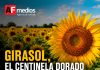 Girasol, el «centinela dorado» que ayuda a enfrentar la crisis climática y rescata los campos mexicanos