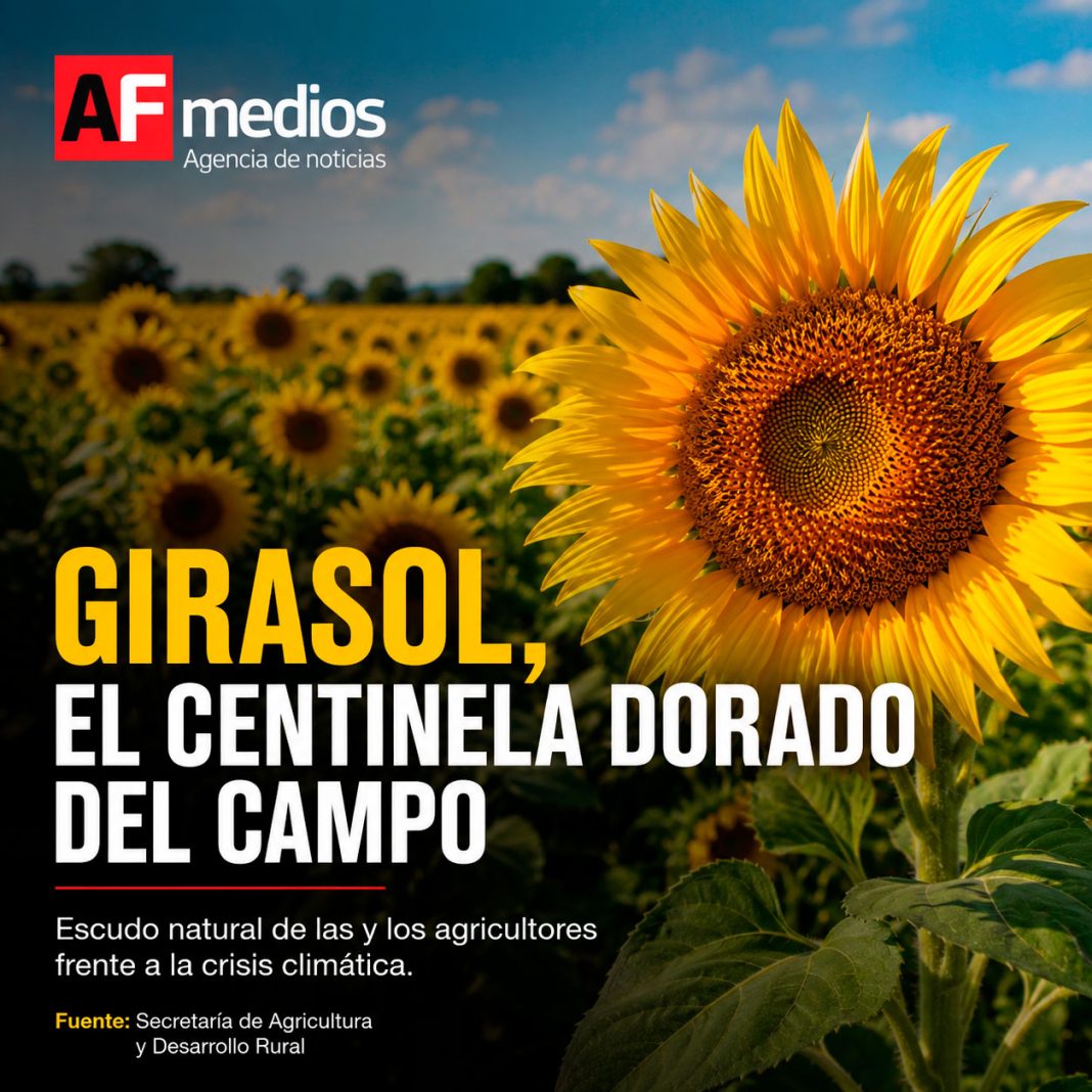 portada-el-girasol