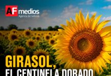 Girasol, el «centinela dorado» que ayuda a enfrentar la crisis climática y rescata los campos mexicanos
