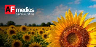 Girasol, el «centinela dorado» que ayuda a enfrentar la crisis climática y rescata los campos mexicanos