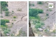 Emiten aviso preventivo por presunto avistamiento de pumas en comunidades de Comala, aunque no han sido confirmados los videos