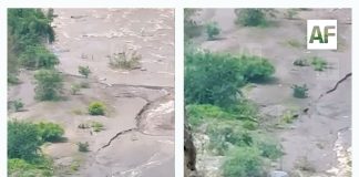 Emiten aviso preventivo por presunto avistamiento de pumas en comunidades de Comala, aunque no han sido confirmados los videos