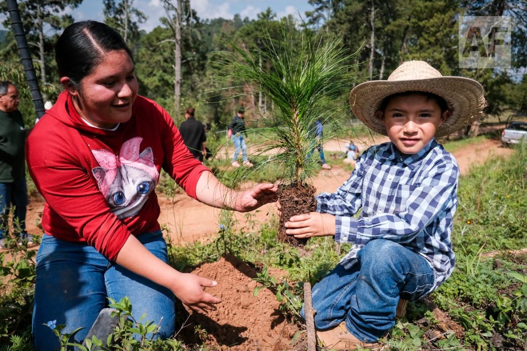 reforestacion-tapalpa-jalisco_14