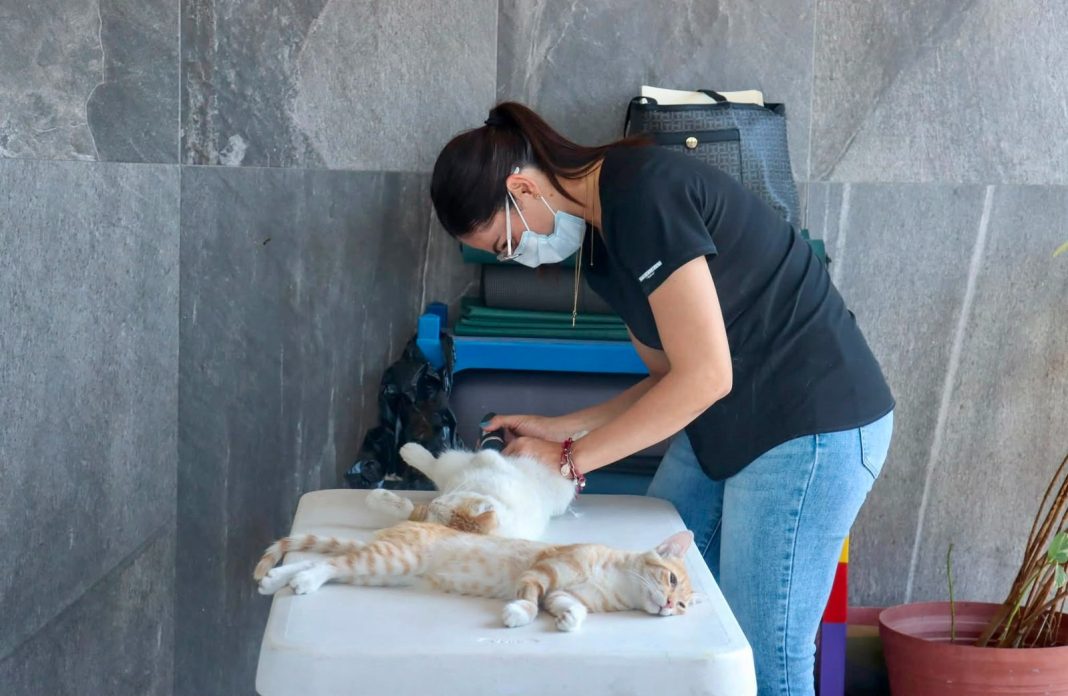 salud prevenir enfermedades mascotas 01