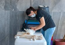 Salud Colima exhorta a prevenir enfermedades en animales para proteger a la población