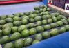 EE. UU. suspende actividades de su personal en Michoacán; exportaciones de aguacate resienten afectaciones