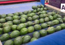 EE. UU. suspende actividades de su personal en Michoacán; exportaciones de aguacate resienten afectaciones