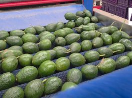 EE. UU. suspende actividades de su personal en Michoacán; exportaciones de aguacate resienten afectaciones