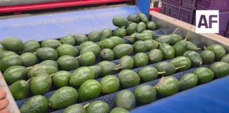 EE. UU. suspende actividades de su personal en Michoacán; exportaciones de aguacate resienten afectaciones