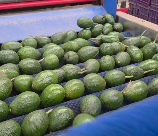 EE. UU. suspende actividades de su personal en Michoacán; exportaciones de aguacate resienten afectaciones