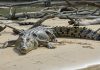 Por ataques, 11 cocodrilos han muerto en Pto. Vallarta, SEMADET Jalisco hace un llamado para cuidarlos