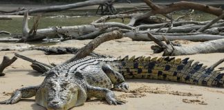 Por ataques, 11 cocodrilos han muerto en Pto. Vallarta, SEMADET Jalisco hace un llamado para cuidarlos