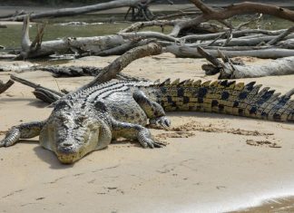Por ataques, 11 cocodrilos han muerto en Pto. Vallarta, SEMADET Jalisco hace un llamado para cuidarlos