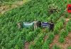 Destruyen más de 13 mil plantas de aparente marihuana en Tequila, Jalisco