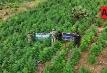 Destruyen más de 13 mil plantas de aparente marihuana en Tequila, Jalisco