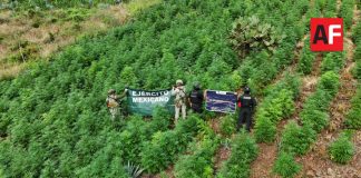 Destruyen más de 13 mil plantas de aparente marihuana en Tequila, Jalisco