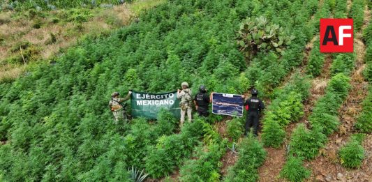 Destruyen más de 13 mil plantas de aparente marihuana en Tequila, Jalisco